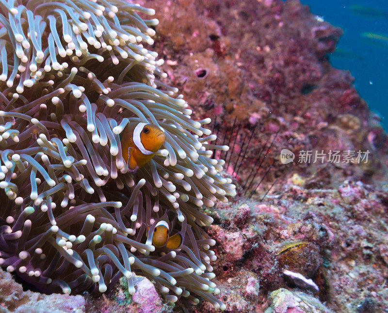 华丽海葵中的假小丑鱼(Amphiprion ocellaris)